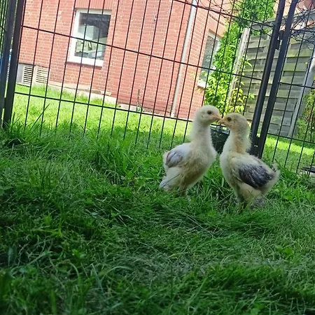 Fenland Mill Ranch Apartmán