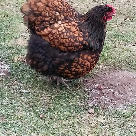 Lejlighed Fenland Mill Ranch