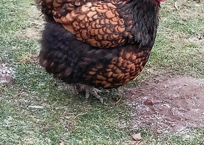 Апартаменты Fenland Mill Ranch